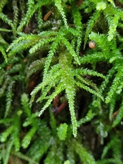 Eurhynchium