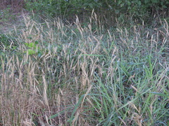 Elymus virginicus