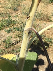 Diplazon laetatorius