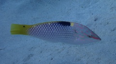 Halichoeres hortulanus
