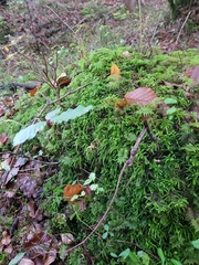 Eurhynchium