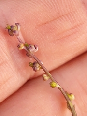 Triglochin laxiflora