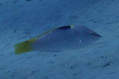 Halichoeres hortulanus