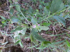 Dicliptera brachiata