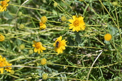 Copestylum marginatum