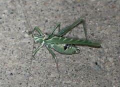 Insara elegans