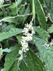 Elatostema lineolatum