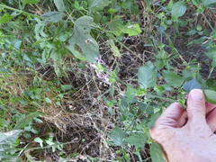 Dicliptera brachiata