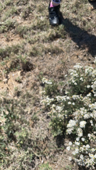 Chaetopappa ericoides