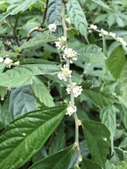 Elatostema lineolatum