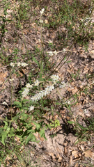 Froelichia floridana