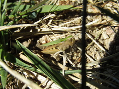Omocestus