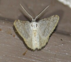 Taeniogramma mendicata