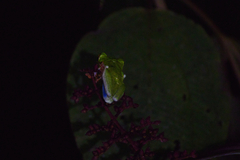 Agalychnis callidryas