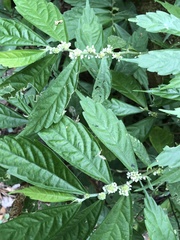 Elatostema lineolatum