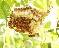 Polistes exclamans