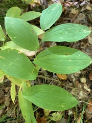 Uvularia grandiflora