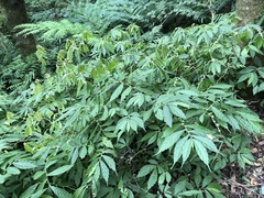Elatostema lineolatum