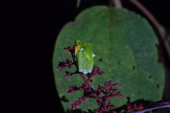 Agalychnis callidryas