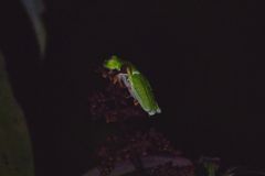 Agalychnis callidryas