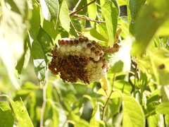 Polistes exclamans