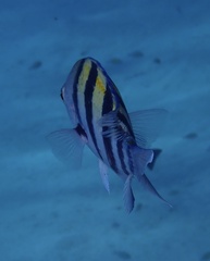 Abudefduf vaigiensis