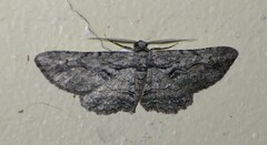 Iridopsis obliquaria