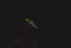 Agalychnis callidryas