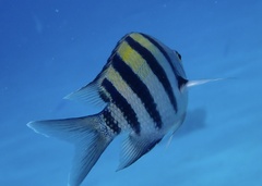 Abudefduf vaigiensis