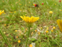 Crepis commutata