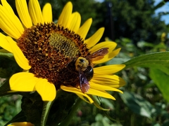 Xylocopa appendiculata circumvolans