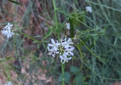 Thelypodium wrightii