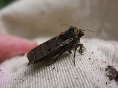 Parabagrotis