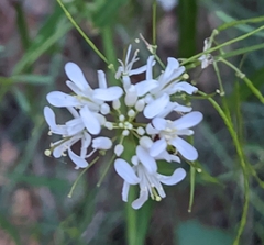 Thelypodium wrightii