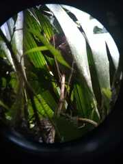 Megascops guatemalae