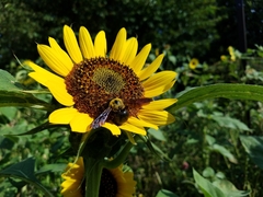 Xylocopa appendiculata circumvolans