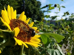 Xylocopa appendiculata circumvolans