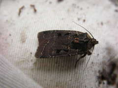 Parabagrotis