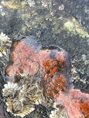 Botrylloides violaceus