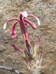 Pachypodium succulentum