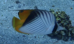 Chaetodon auriga