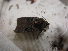 Parabagrotis