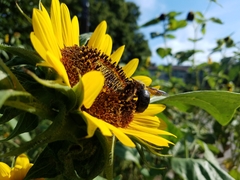 Xylocopa appendiculata circumvolans