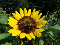 Xylocopa appendiculata circumvolans