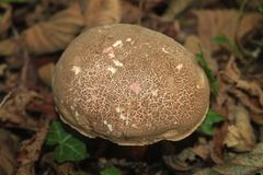Xerocomellus cisalpinus