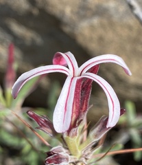 Pachypodium succulentum