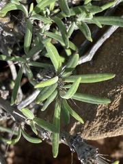 Pachypodium succulentum