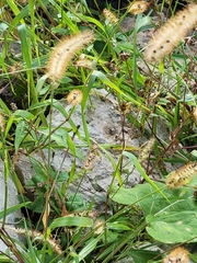 Setaria pumila