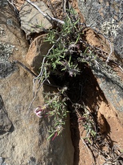 Pachypodium succulentum