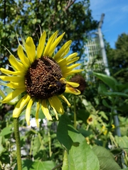 Xylocopa appendiculata circumvolans